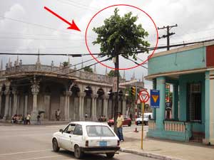20070913204309-arbol.jpg