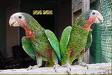 20071024174259-catey2.jpg