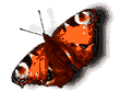 20071116172953-ani15.gif