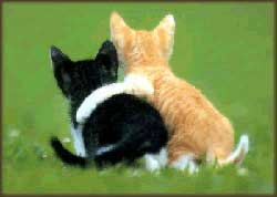 20071122190443-gatitos.jpg