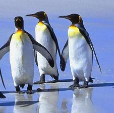 20071212150916-fotos-pinguinos.jpg