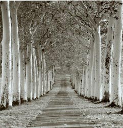 20080417152108-bosque.jpg